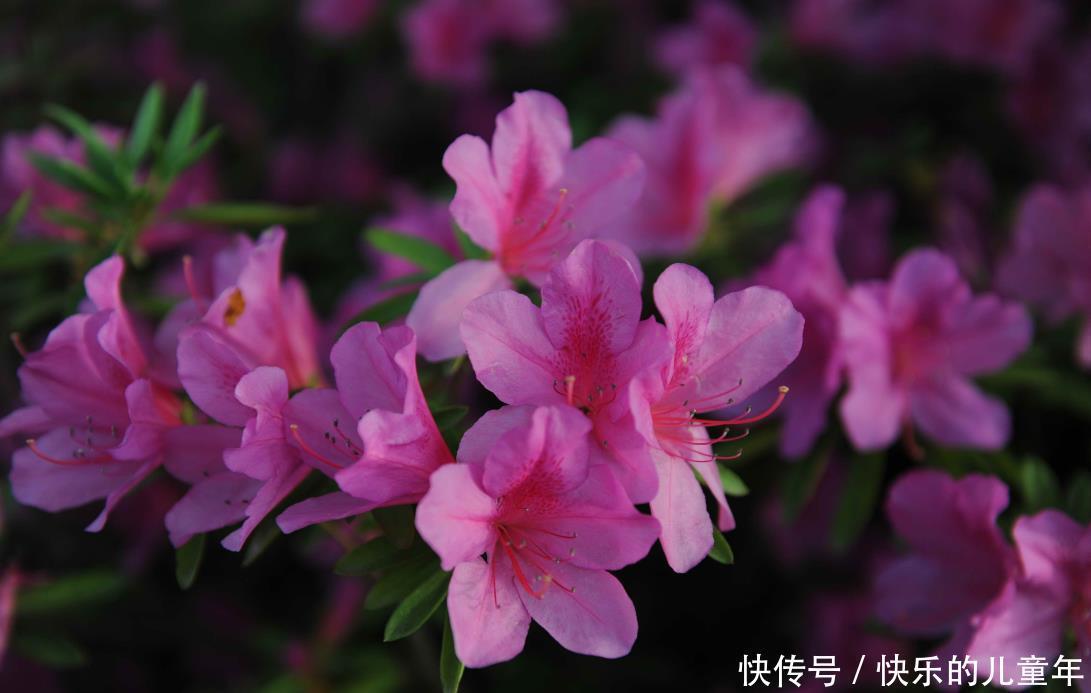 让我告诉你|懒人也能养活的几种花，不管开花更多，扔在阳台上，花朵不断开