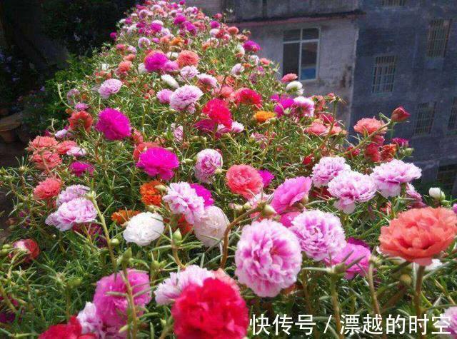 养盆栽太阳花,注意5点,疯长爆盆,枝上都是花儿,天天开不停