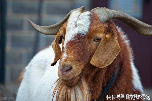 俗语:“公羊不爬跨,蒺藜没到家”是啥意思?蒺藜能帮公羊爬跨?