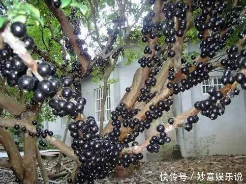 盘点世界上特别的水果,你吃过几种,我认为第六种最好吃