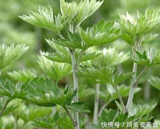 老奶奶每天一碗“艾草水”,4大好处让人惊喜,医生赞不绝口!