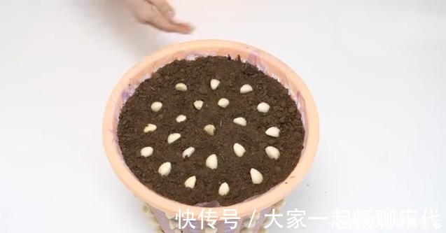 大蒜|一个垃圾桶,能种出一桶蒜!多到吃不完,以后家里一年都不用买了!