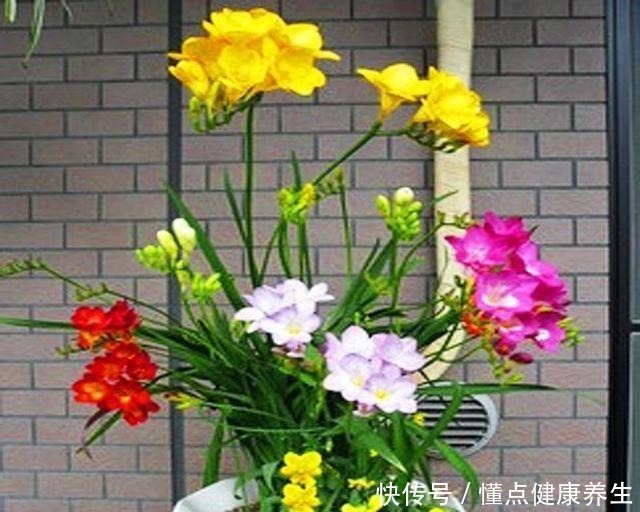 这花一开,“七彩仙女”下凡间,还能治蛇毒!绿萝吊兰“土掉渣”!
