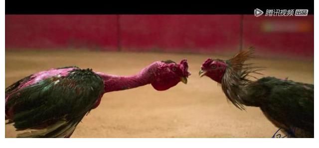 片断|杨笠:《仅一日可恋》这节目能治病,任何好色的男女都可以来试下