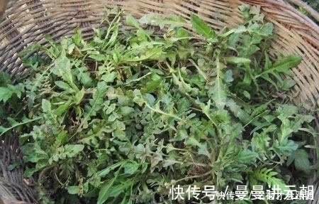 好吃|饺子馅用这个包！实在是太香了 瞬间好吃到爆