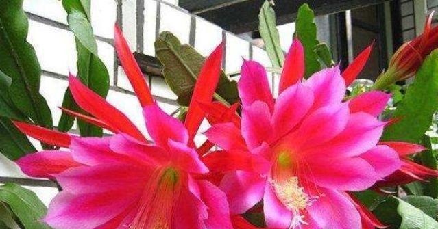 3种花便宜漂亮又好养,10元买两盆,开花漂亮花期长,谁养谁喜欢