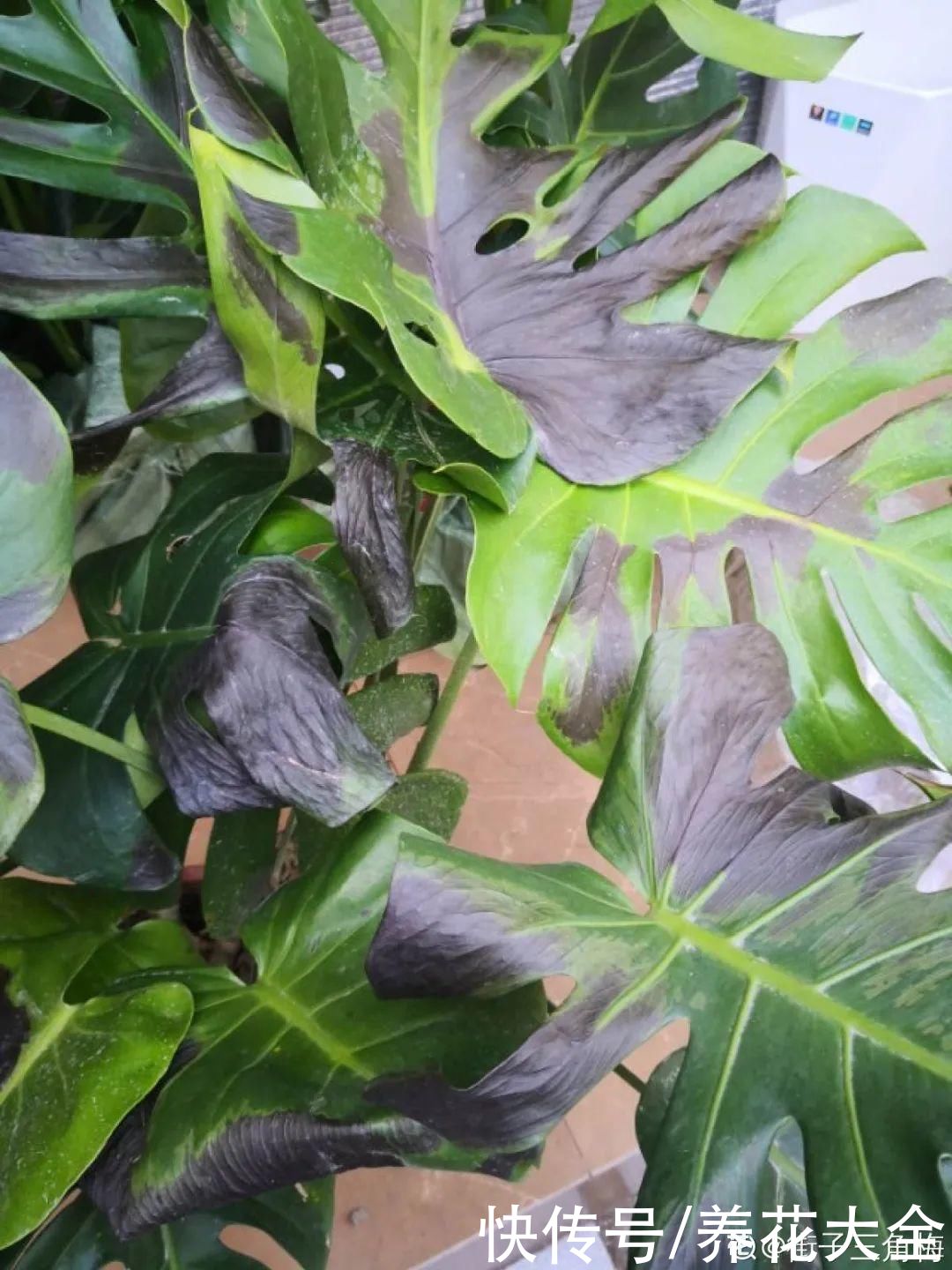 夏天怕晒的花，赶紧搬到阴凉地儿，再晒成枯杆了