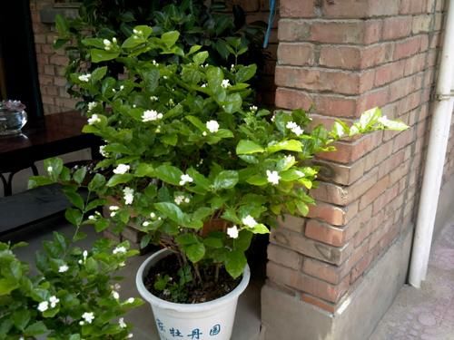 茉莉花花苞少怎么办？4步照着做，花苞窜不停