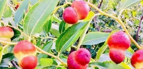  增强体质|聪明的人最爱吃3种食物，美容养颜、增强体质，早吃早受益！