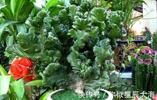 浇水|3种懒人花,虽其貌不扬,但养起来真省心,少浇水挤一挤长得旺!