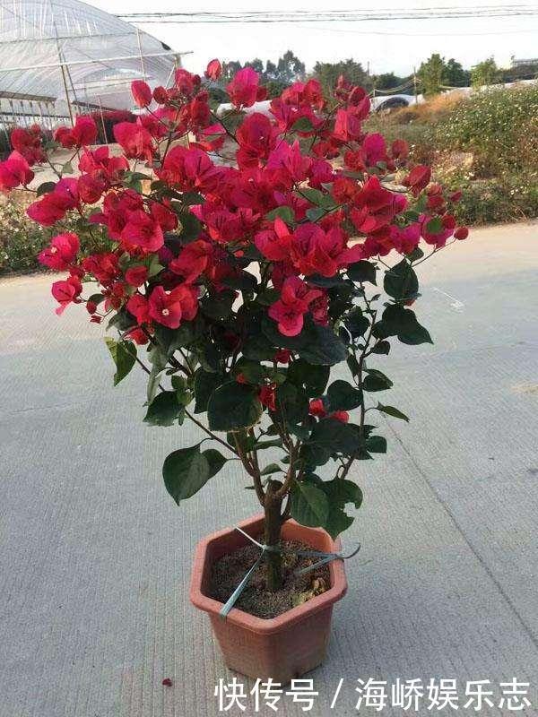 小花|三角梅盆景开花落败，抓紧时间修剪一番，再次开花很简单