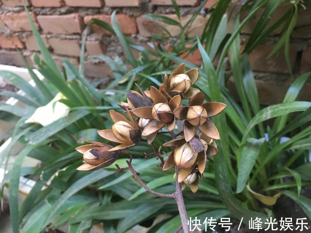 香铃子|香椿树上结的果实叫啥名有人花钱去农村收集,有什么用吗