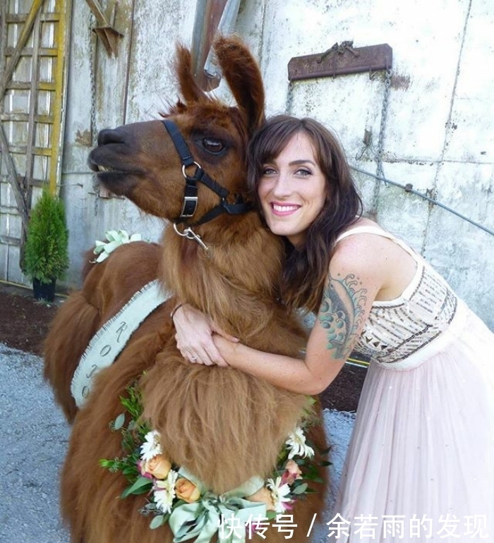 趣图:婚礼的时候一般会邀请什么人?嗯,草泥马伴娘没见过吧?