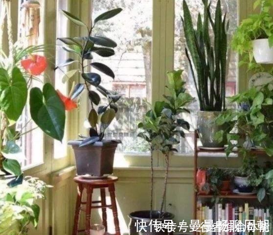 酸碱|栀子花“闹脾气”黄叶,用这3种“小能手”,平衡酸碱,容易开花!