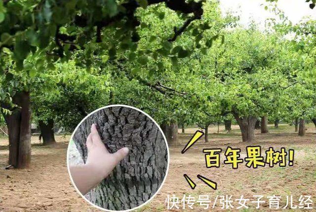 积食|入秋后想要孩子长个子,柿子等水果少给宝宝吃,再营养也不行