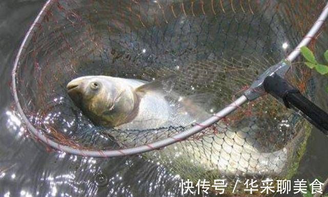 饵料|不是跟你吹,有了这特效鲢鳙饵,鲤鱼再大都没兴趣钓,不信就试试