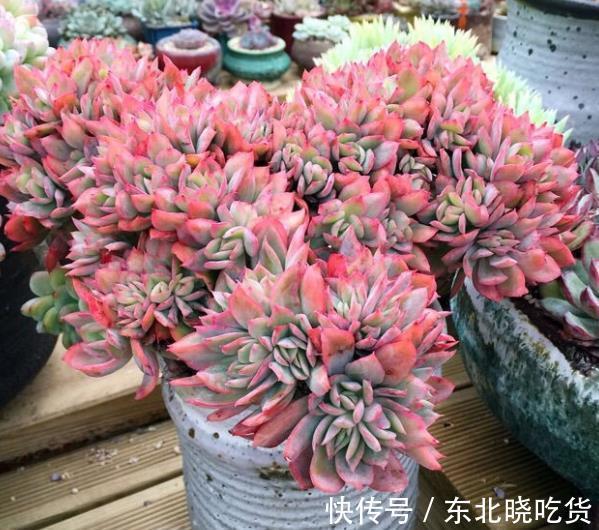 专为新手而生的多肉植物,冬天冻一冻颜色更靓丽,值得拥有