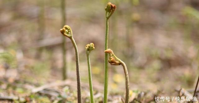 春天的农村里有这40种山珍野菜图片，让你轻松辨别山珍野菜