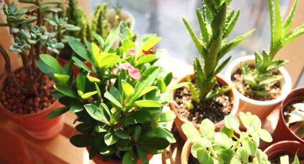 养花小技巧，给花浇水时，水里加点小调料，虫子灭光光