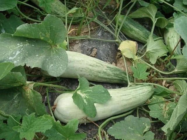 排毒养颜|想长寿全靠吃,3种水果离不开,排毒养颜、有益健康,早吃早受益