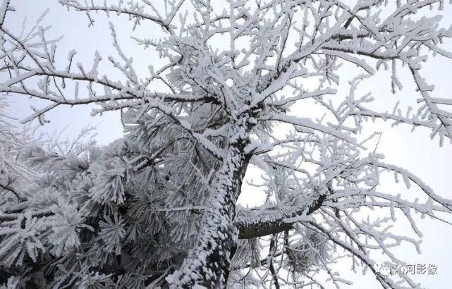 雪后王莽岭，美得不要不要的！