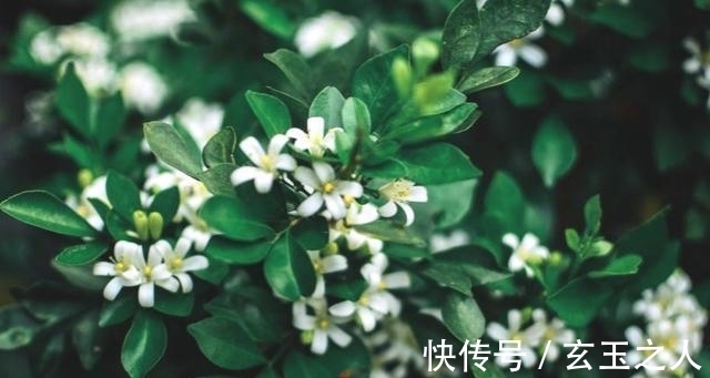 茉莉花|什么花开花勤还香，这种花香似茉莉，一开120天