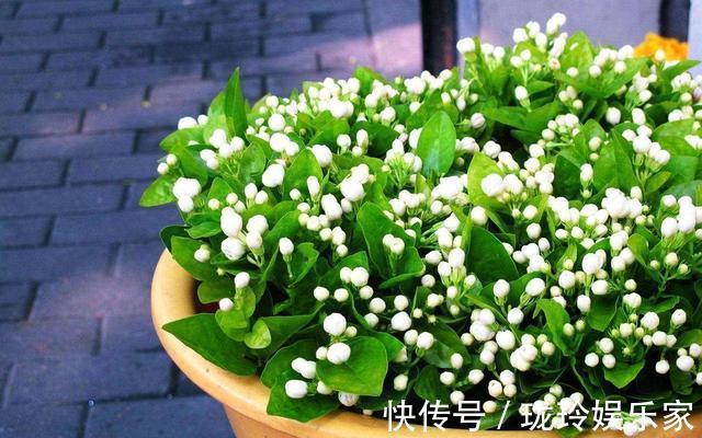 花期|茉莉花怎么养做好这几件小事,花期长开花多,香味飘满屋