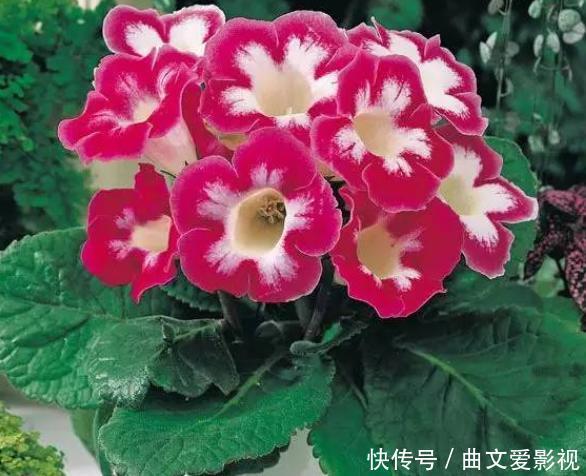 重瓣落雪泥,名好听、颜值高,适合家庭养花,谨记4点四季开花