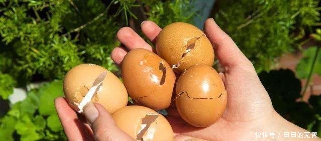 养茉莉,三角梅,盆中丢“2料”,根壮叶绿,花量特别大