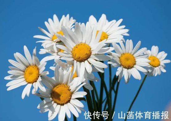 喜欢玫瑰,就试试“高档玫瑰”布里顿玫瑰,红艳欲滴,气质典雅!