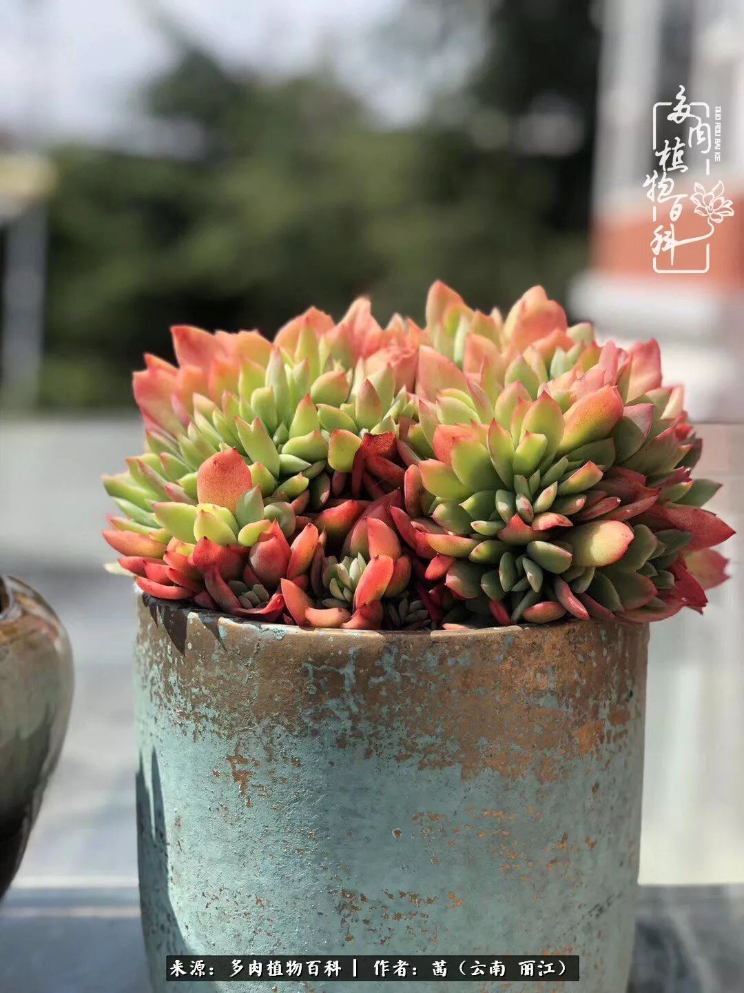 一年四季不同景,一院多肉陪我后半生!
