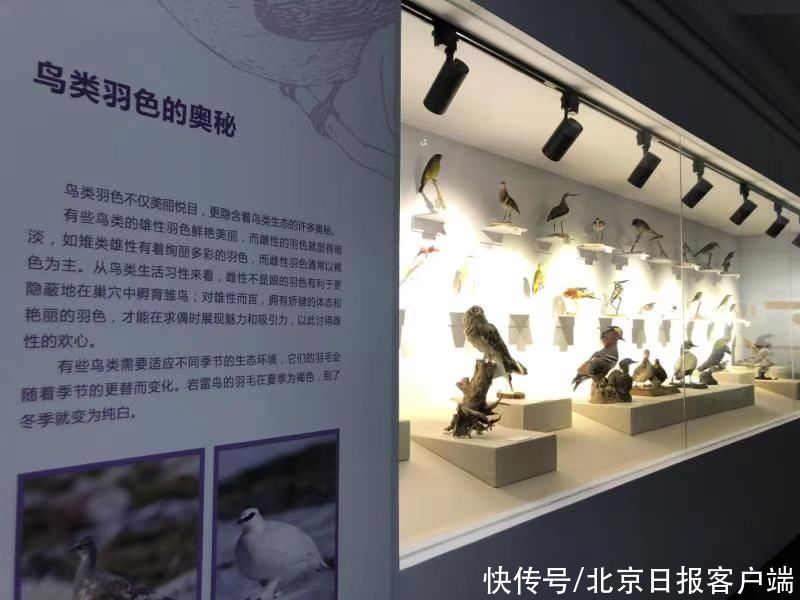 自然博物馆观“飞羽之美”，浙江自然博物馆精美院藏北京展出