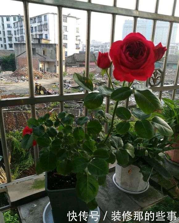 花卉|养花必修课,缓苗“4技巧”,提前做好工作,后期省心开花多