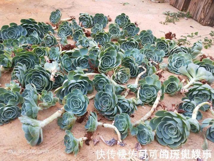 静夜静夜|6种多肉太难养,赶紧留个种,省得每年都要重新买!