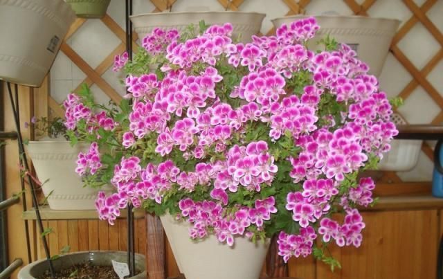 植物|这五种“花卉”都是懒人花,每月浇水一次,不会烂根,远离黄叶