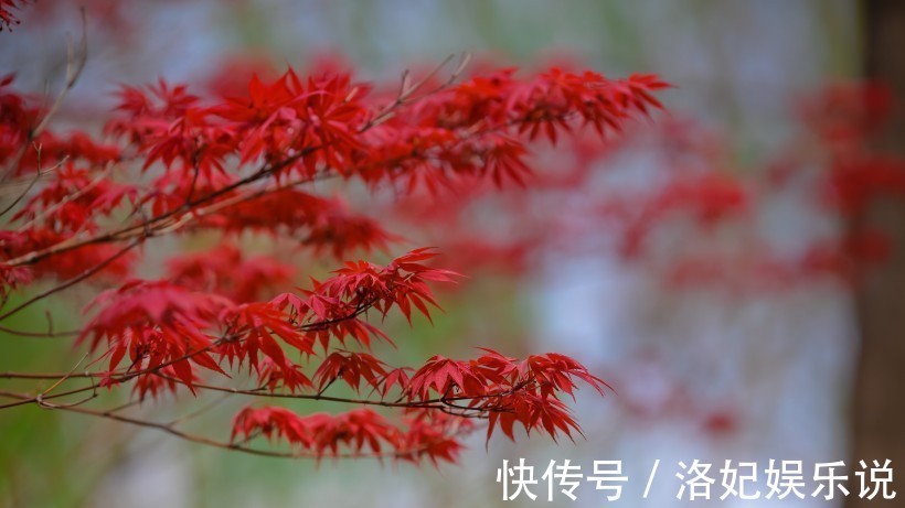 桃花|近一个月内，缘分和桃花仍旧动人，余生再无感情羁绊的四大生肖！