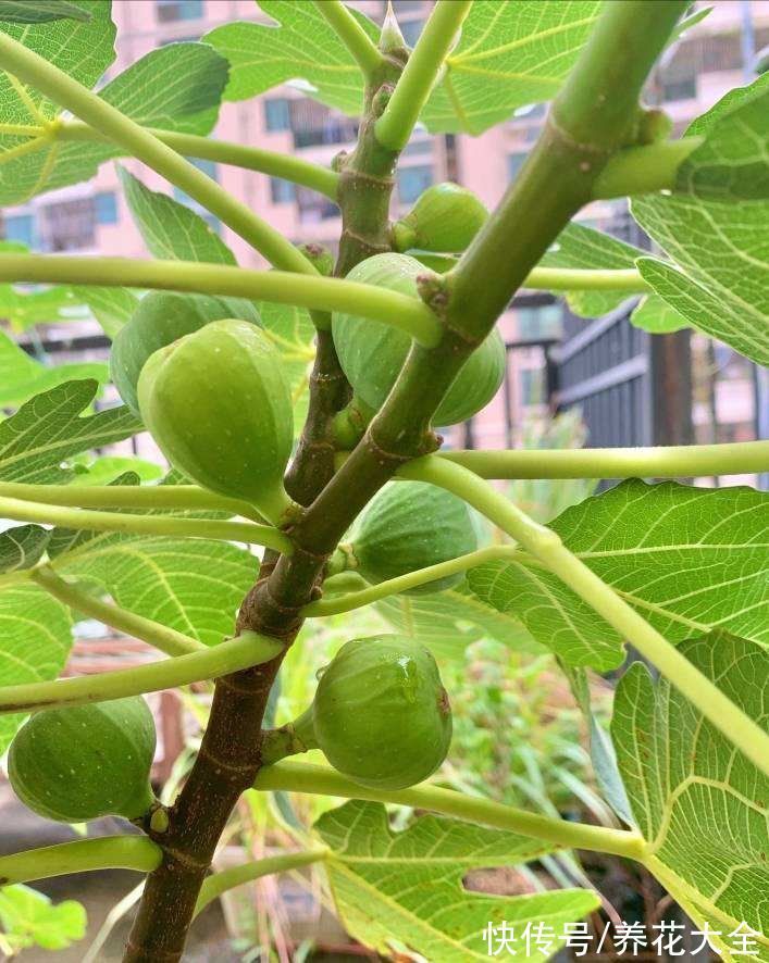 “家有果树,四季镇宅”,养盆果树,满枝结果有吉祥好兆头