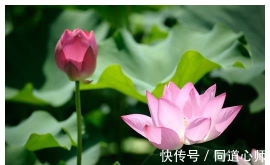 爱情|明天开始，4属相吉星关照，桃花朵朵，爱情甜蜜，日子越过越好