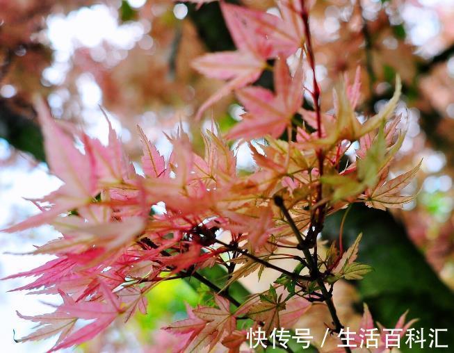 栽种|院子里有空地要种三种树,没空地挤挤也要种,寓意深远
