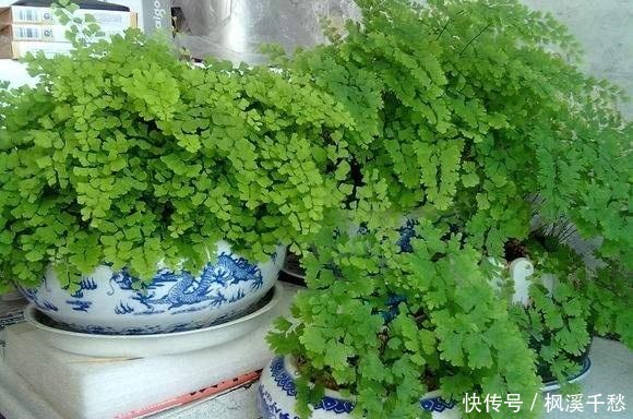 3种花，就是“水桶”，浇水越勤快，生长越旺盛，绿油油一整年！
