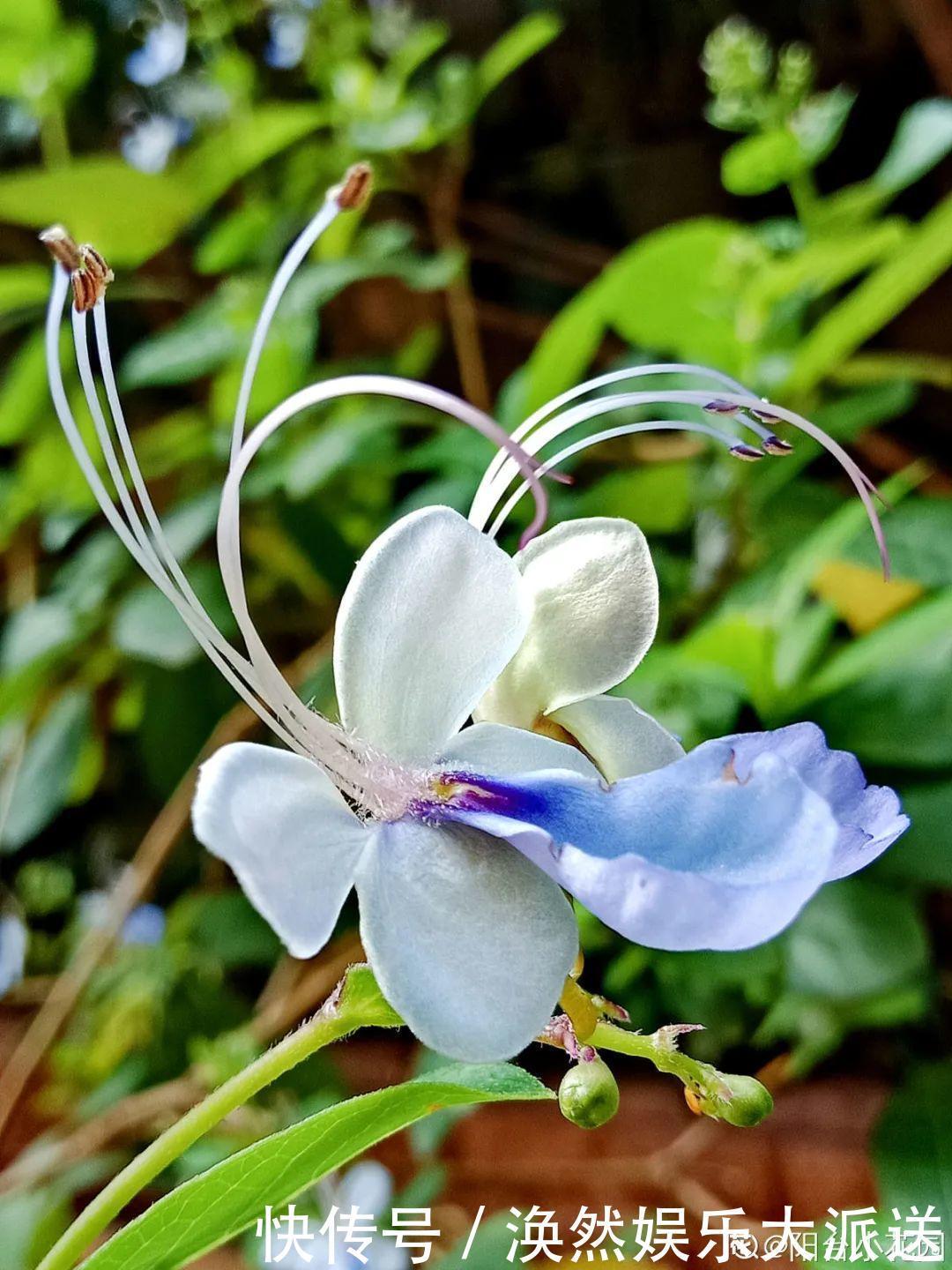 5种花真稀罕,叶子越晒越红彤彤,一盆能开20朵!