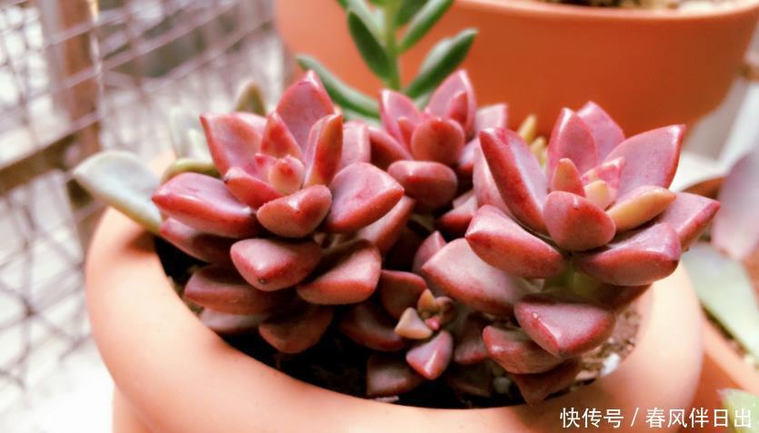 浇水|呼声最高的新人盆栽多肉,养殖期间注意此3点才不出问题
