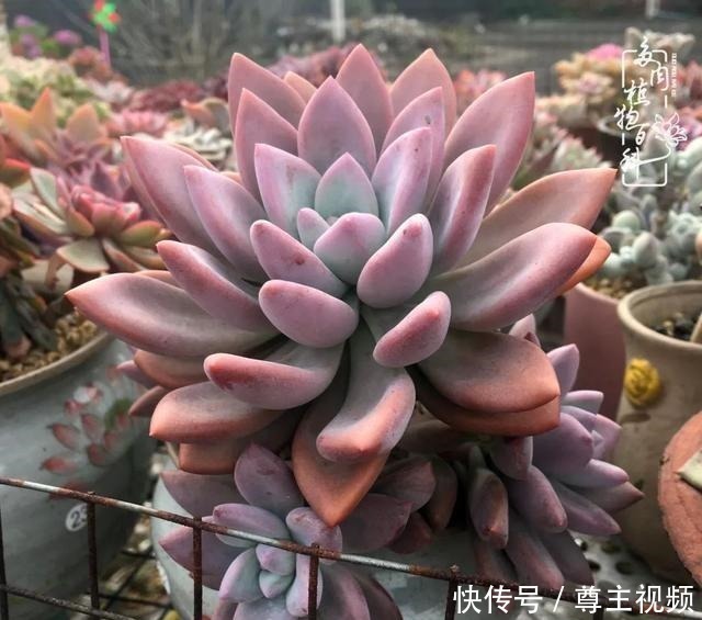 百科|养多肉三年多,初见惊鸿!累并快乐着!养多肉三年多,初见惊鸿!累并快乐着!