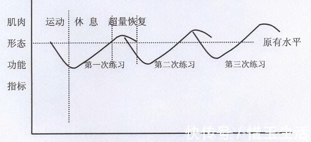 部位|“一次锻炼全身”和“一天练一个部位”哪个效果更好？