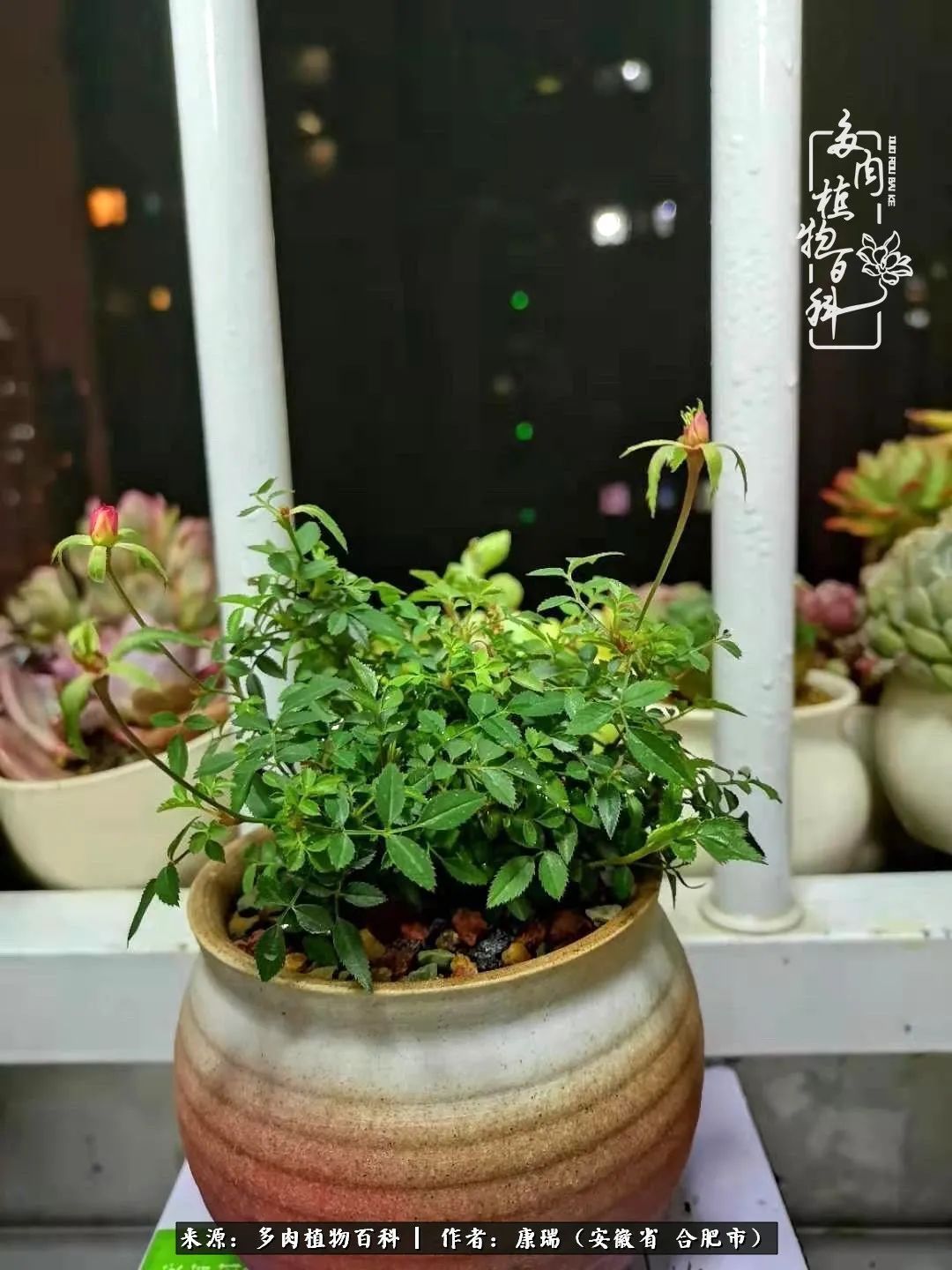 养肉之路，道阻且长，累的是身体，净的是心灵！