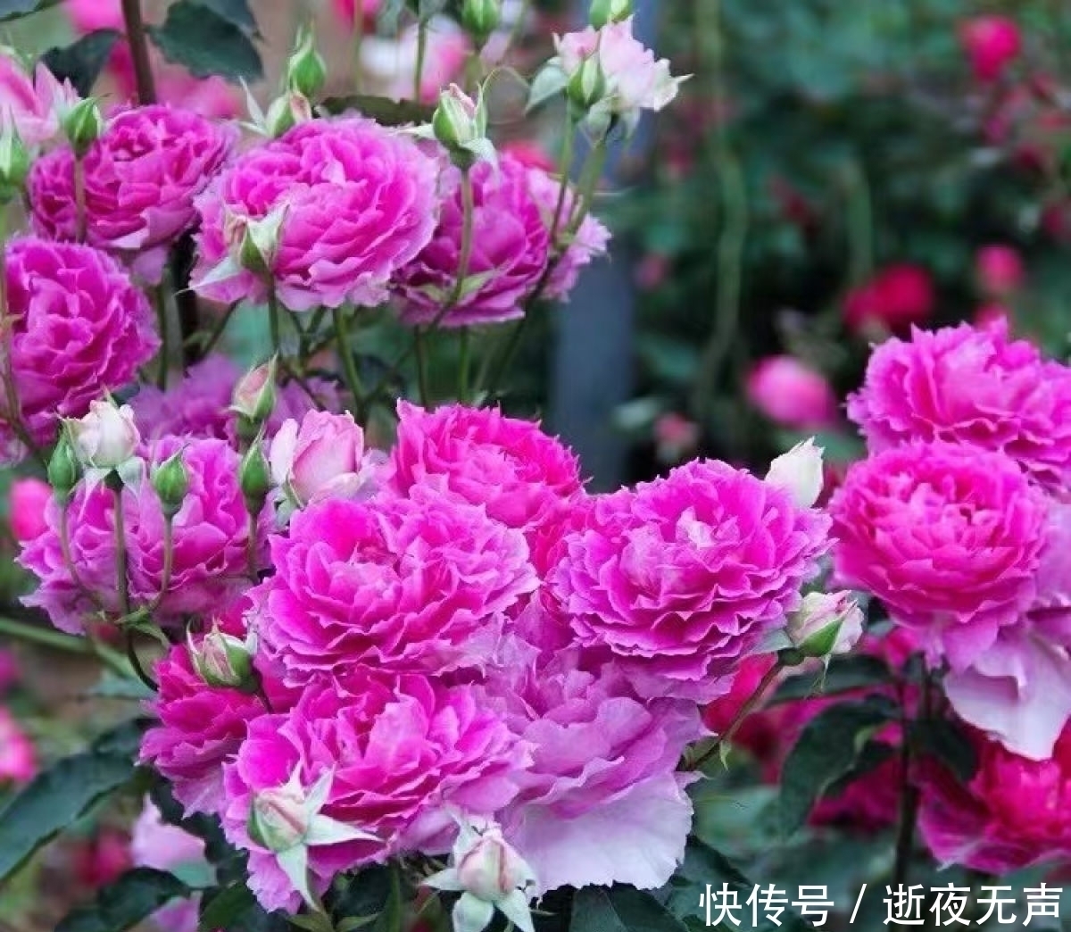 植物|倒春寒来袭，养花5件事不能做，不然花熬不过去全死了