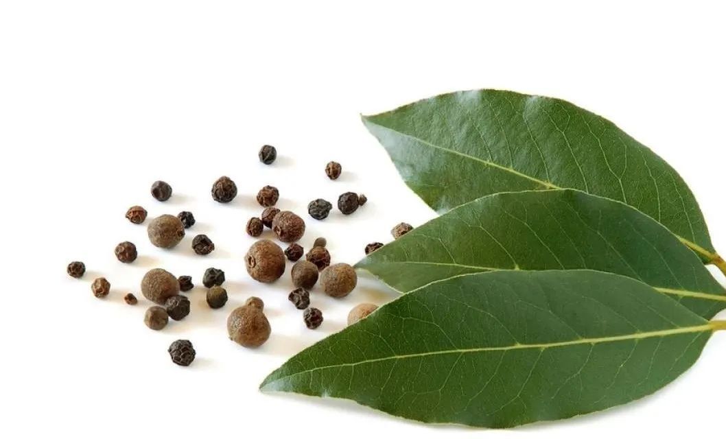 月桂！“吴刚伐桂”伐的到底是什么桂？