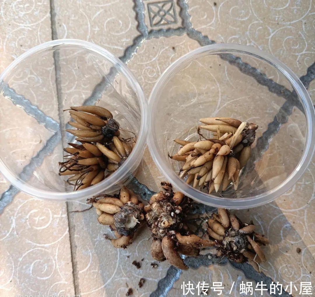 种花|7种花慎养，天一热就死，白花钱买罪受