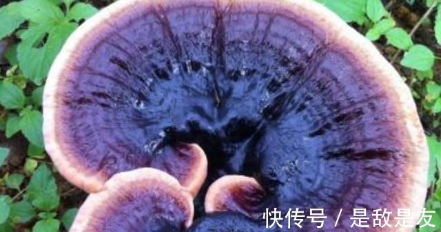 死对头|别嫌它丑,却是肝炎、肝硬化的“死对头”,每天吃点,肝病不上门!