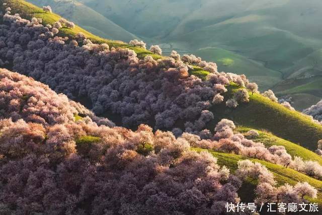 老年|在新疆伊犁杏花香雪里，等待杏花微雨中遇见你，从此一眼千年